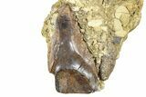 Fossil Triceratops Shed Tooth in Sandstone - Wyoming #379865-1